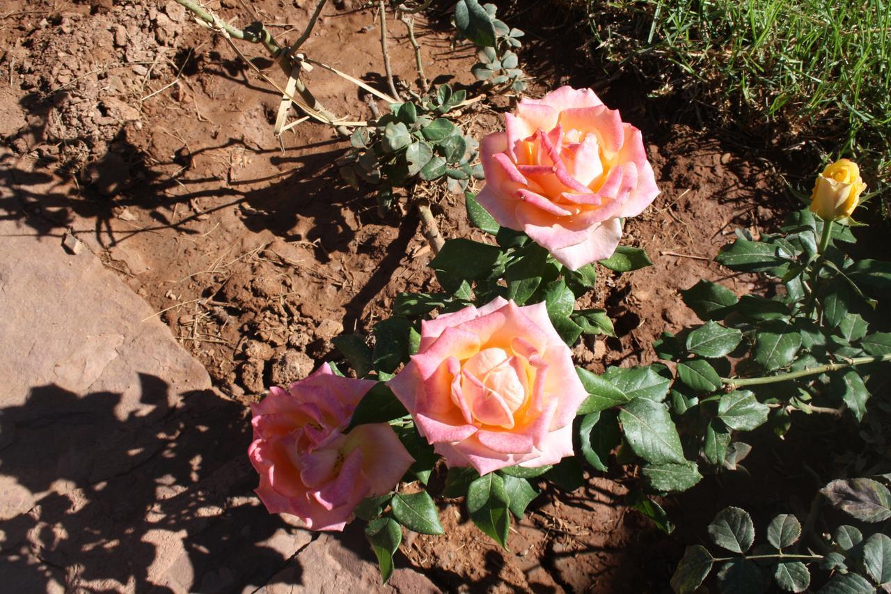 ホテル Terres D'Amanar タハナウト エクステリア 写真